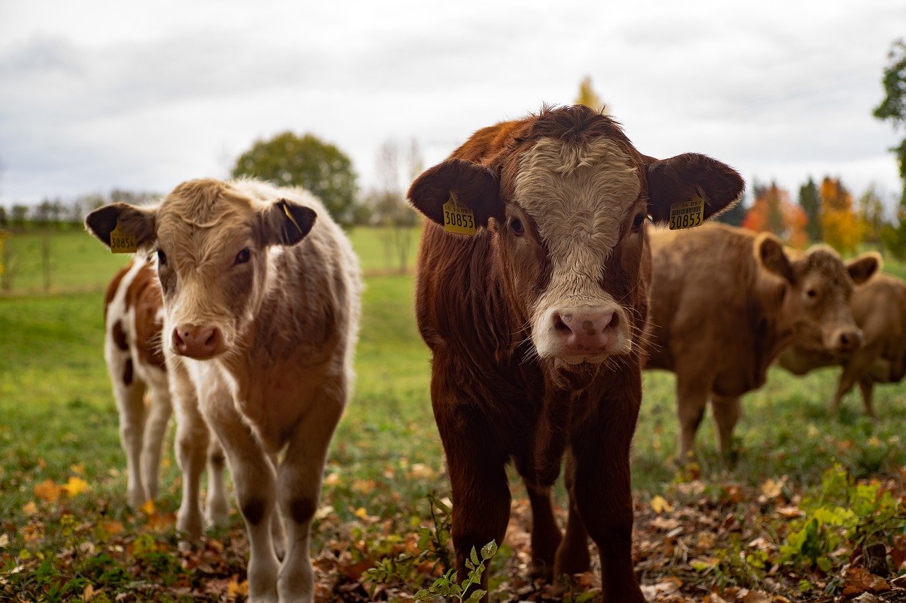 Czym są wysłodki dla bydła?